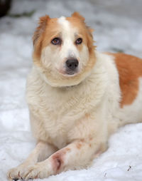 Close-up portrait of a dog