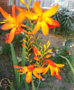 Close-up of yellow flowers