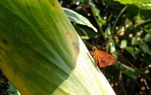 Close-up of butterfly on leaf