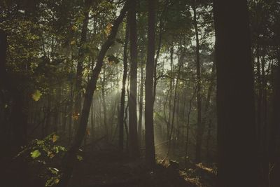 Trees in forest during sunset