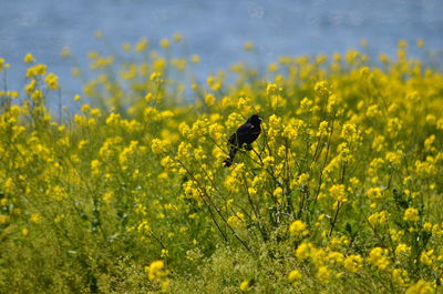 View of yellow flowers on field