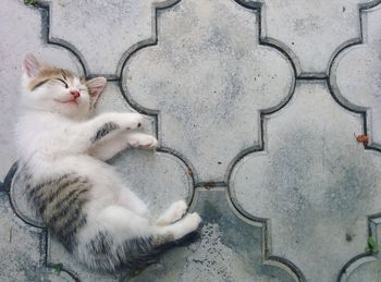 Cat resting on tiled floor