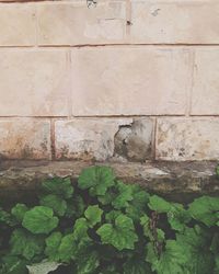 Plants growing on a tree