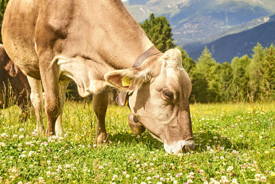 Cows in a field