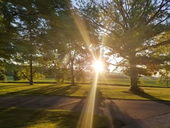 Sunlight streaming through trees