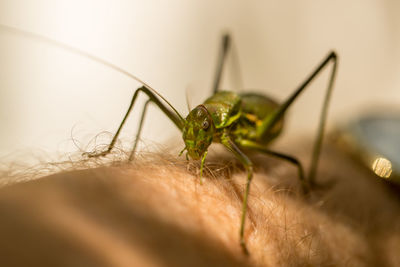 Close-up of insect on hand