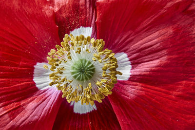 The inside of a poppy blossom
