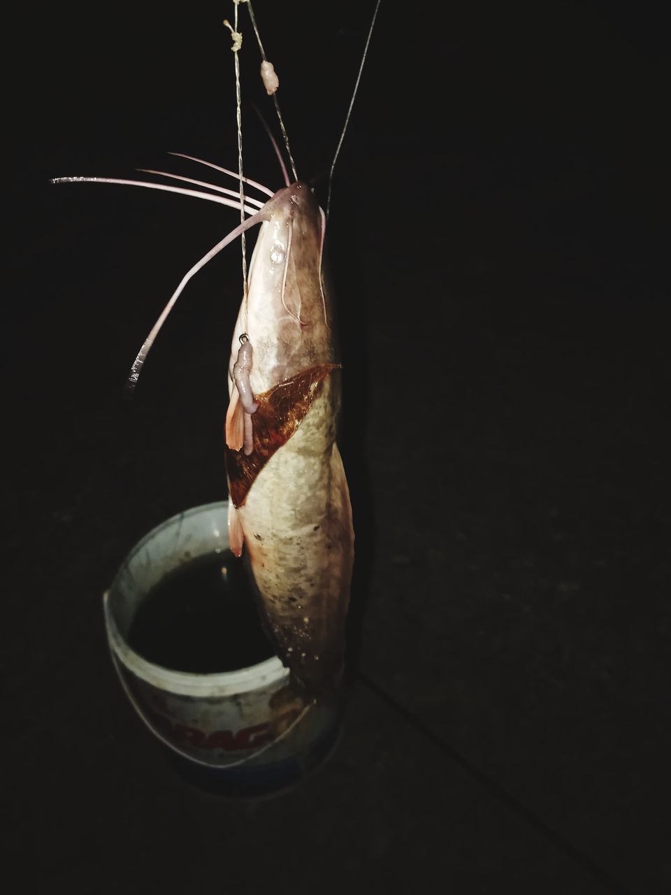 macro photography, food and drink, black background, animal, indoors, food, one animal, close-up, studio shot, no people, animal themes, freshness, healthy eating, hanging, animal body part, drink, insect, wellbeing, still life, animal wildlife, copy space