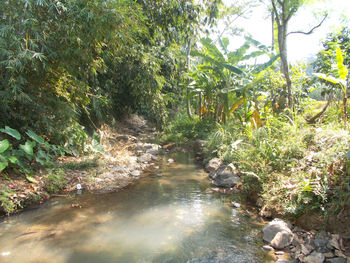 Plants growing by river stream in forest