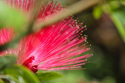 Close-up of pink flowers