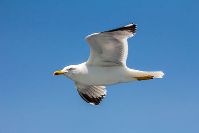 European herring gull, seagull, larus argentatus flying in the summer along the shores of aegean sea