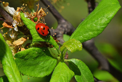 Close-up of plant