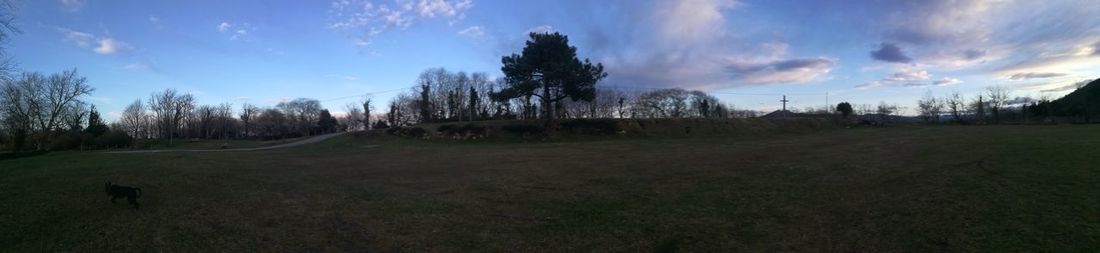 Panoramic view of trees on field against sky