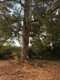 Trees in forest