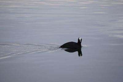 Bird swimming in lake