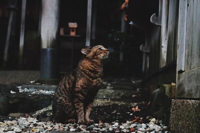 Cat sitting on street