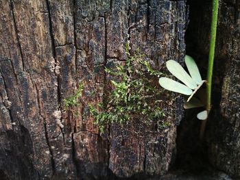 Close-up of plant against tree trunk