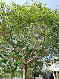 Low angle view of tree against sky