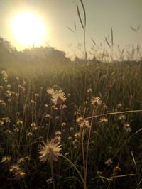 Close-up of flowering plants on field against sky during sunset