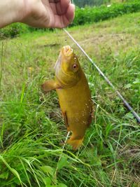 Human hand holding fish