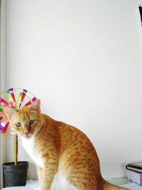 Cat looking away while standing on table at home