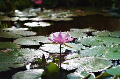 Close-up of lotus water lily in pond