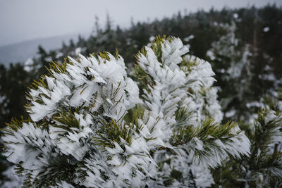 Close-up of frozen plant