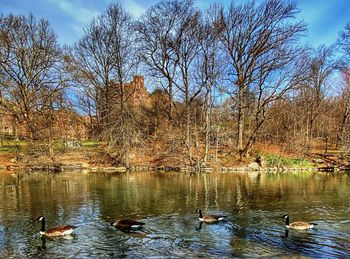 View of ducks swimming in lake