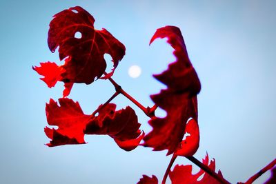 Low angle view of red leaves against blue sky