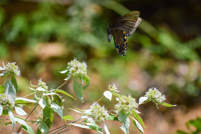 Close-up of butterfly pollinating on flower