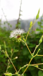 Close-up of plant growing outdoors