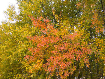 Low angle view of trees against sky