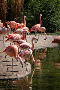 American flamingo group has gathered by river and are drinking. red-pink phoenicopterus ruber 