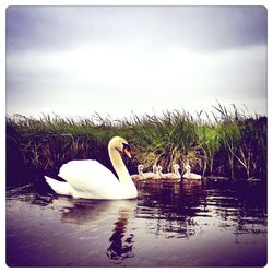Bird flying over lake