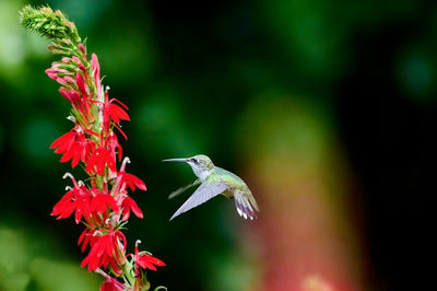 Juvenile male ruby-throated hummingbird rchilochus colubris feeding on a cardinal flower.