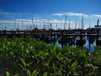 Plants by water against blue sky