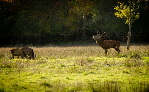 Three deer on grassy field against trees