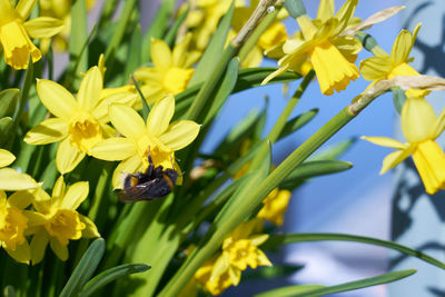 Close-up of bee pollinating on yellow flower
