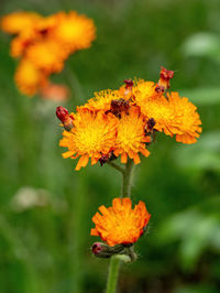 Close-up of insect on yellow flower