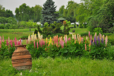 Plants growing in park