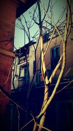 Low angle view of bare tree against built structure