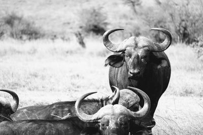 View of horse on field