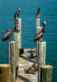 Pelicans perching on wooden post attached to pier over sea