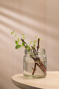 plant