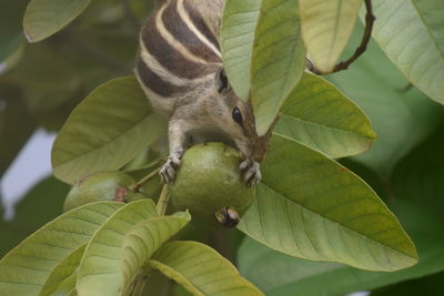 Squirrel on guava