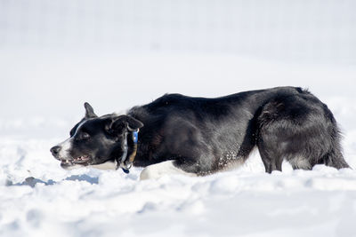 Dog relaxing on snow covered land