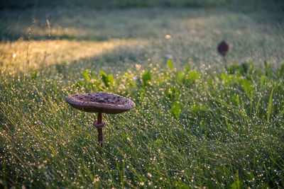 Close-up of grass growing in field