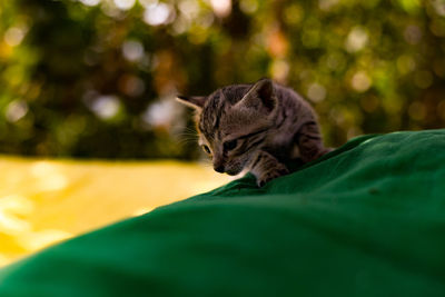 Close-up of a cat