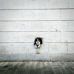 Cat peeping through hole in wall