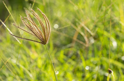 Close-up of plant growing on field